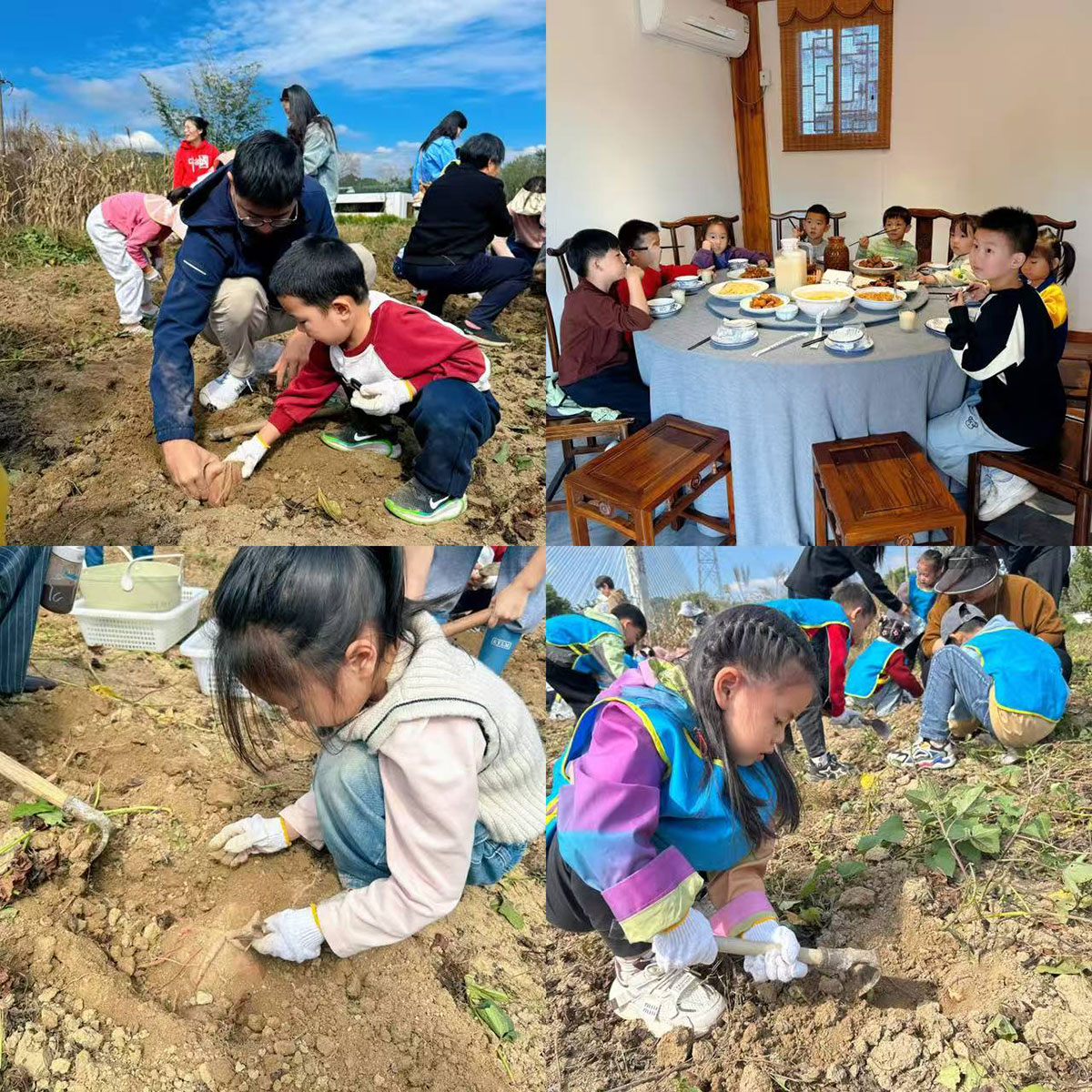 南溪南村：以薯為媒繪新景，活動賦能興鄉村